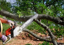 Best Leaf Removal  in Sault Ste Marie, MI